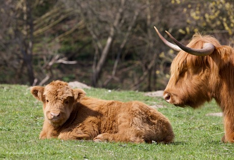 Schotse Hooglander kalf 5