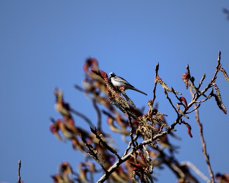 Witte kwikstaart in de boom