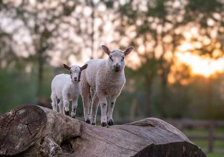 Lammetjes 