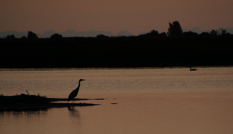 De prachtige Oostvaardersplassen