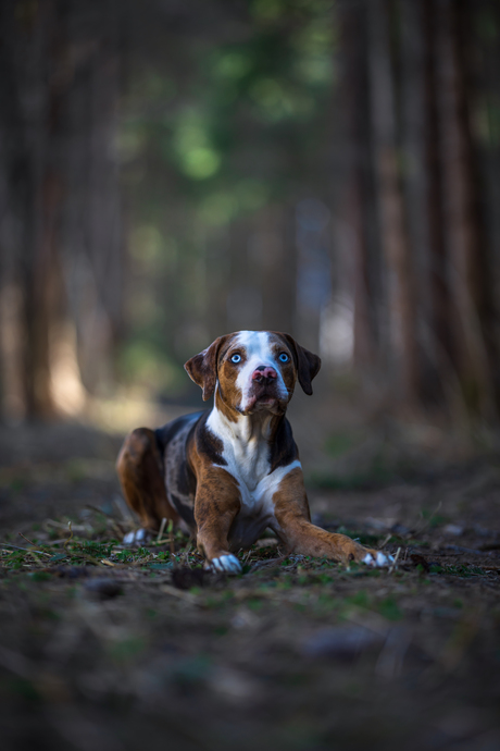  Bounty - Louisiana Catahoula Leopard Dog 