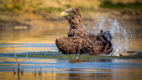 Badderende Europese zeearend