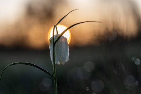 Witte kievitsbloem met zonsopkomst