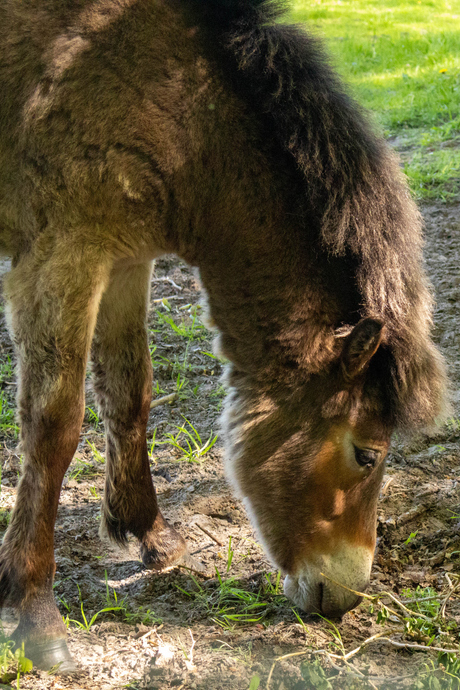 Exmoorpony