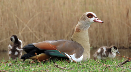nijlgans met enkele pullen