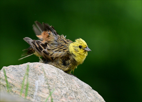 Stof uit de veren schuddend