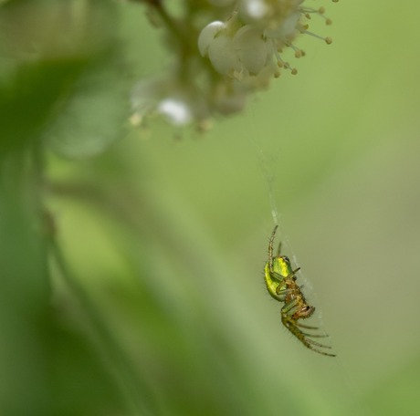 Spin in web