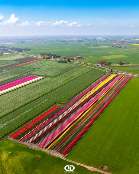Aerial caputure from the sky. Unique tulipfields in the Netherlands