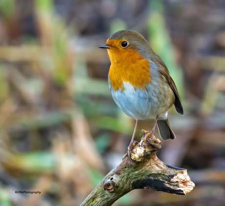 De roodborst.