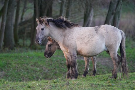 KONIK PAARDEN