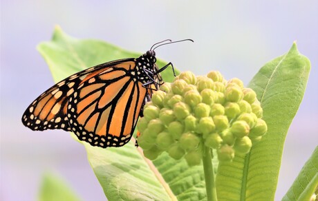 De Monarchvlinder