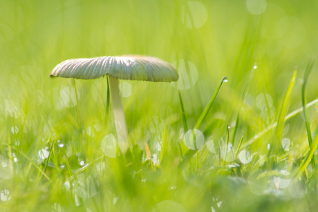 In het ochtendzonnetje