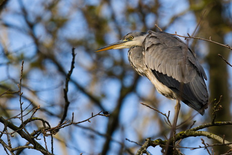 Blauwe reiger hoog in de boom