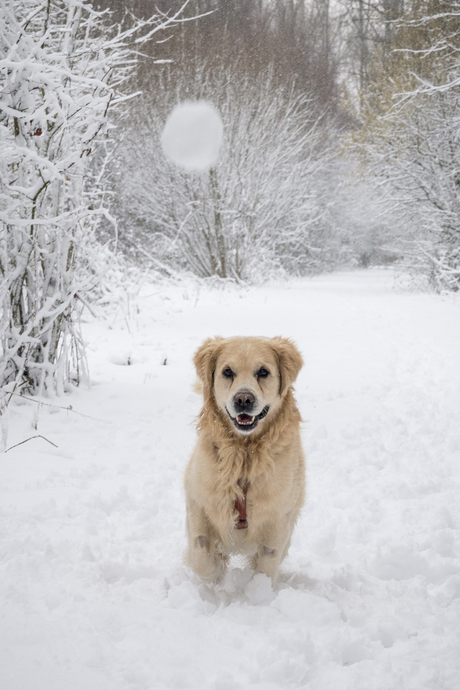 Omer en de sneeuwbal :)