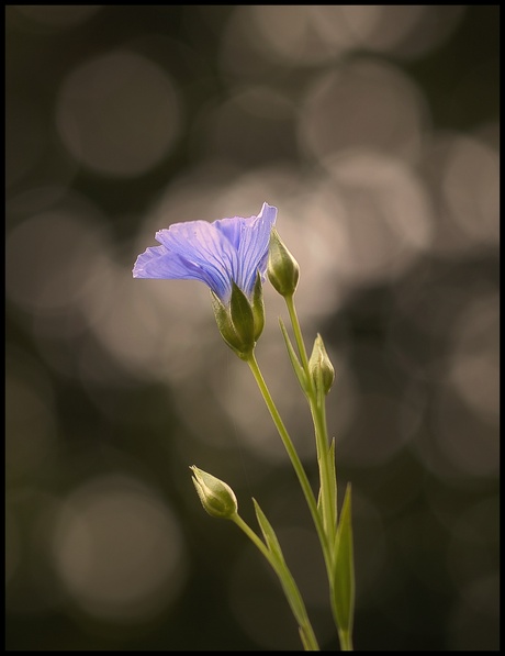 Vlas bokeh