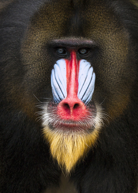 The Mandrill man