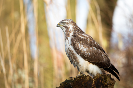 Buizerd