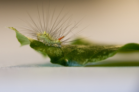 Rups van de Meriansborstel