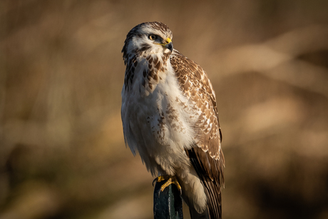 Op een paaltje zat een buizerd. 