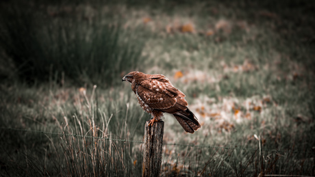 Buizerd