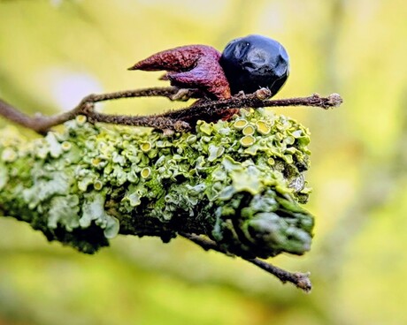 Nog even en ook de laatste valt