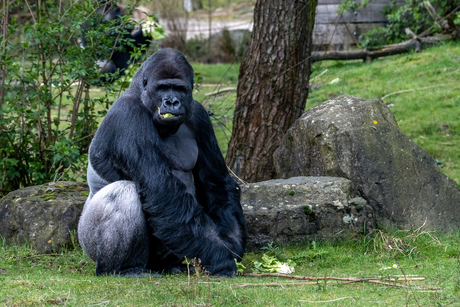 Safaripark de "Beeksebergen"