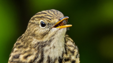 ben aan het eten...........
