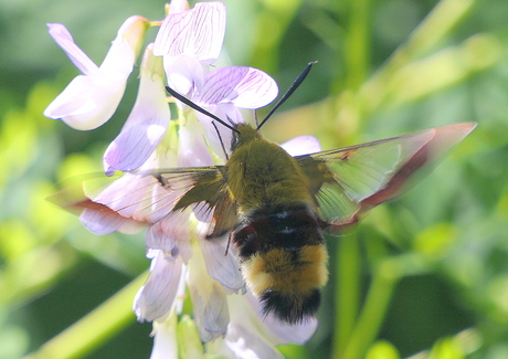 glasvlegelpijlstaart