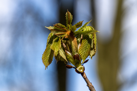 Start van het groeiseizoen, van o,a een Paardenkastanje