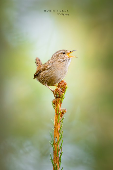 Zing voor de lente