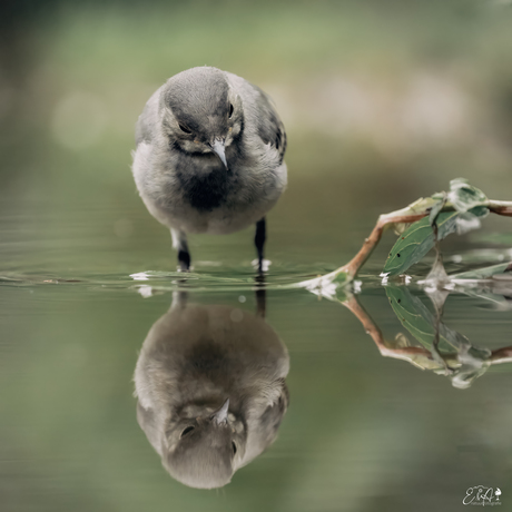 Spiegeltje spiegeltje 