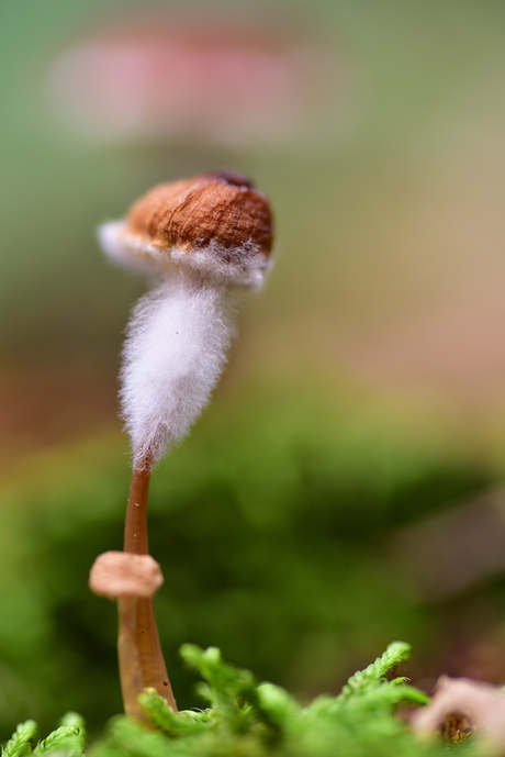 In opleiding tot kerstman