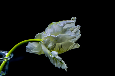 Lente