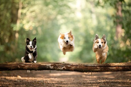 Jumping dogs