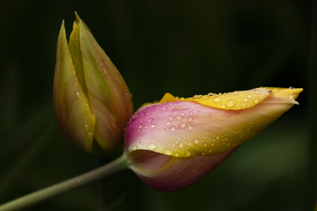 Tulp na regenbui