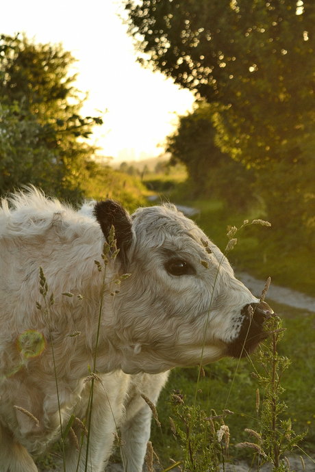 Koe tijdens Golden Hour