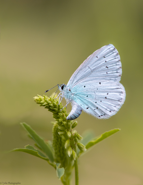 Boomblauwtje