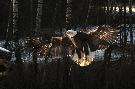 spread my wings