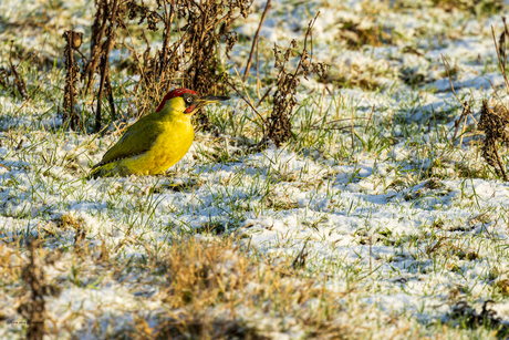 Groene specht