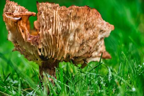 achter in de tuin 