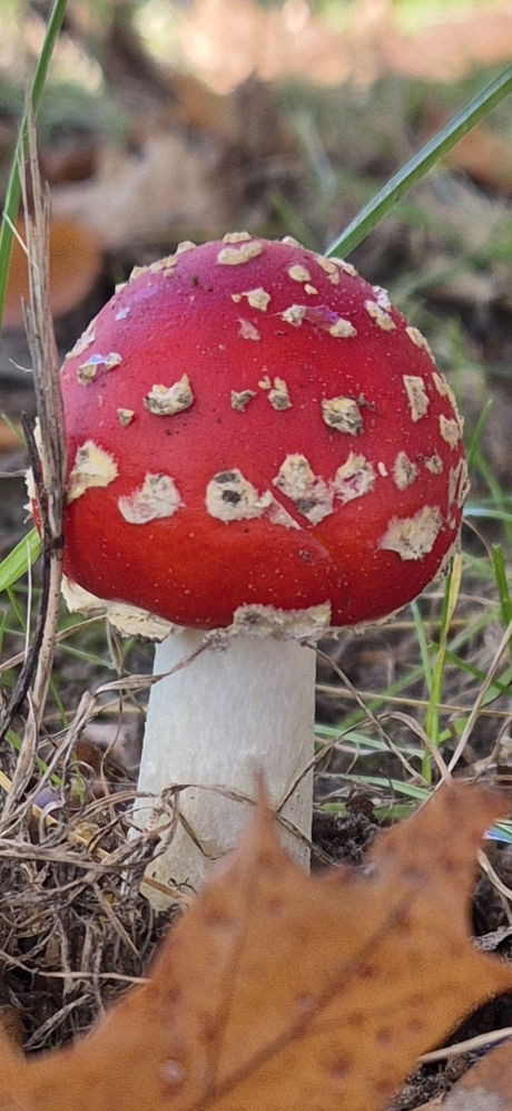 Rood met witte stippen.