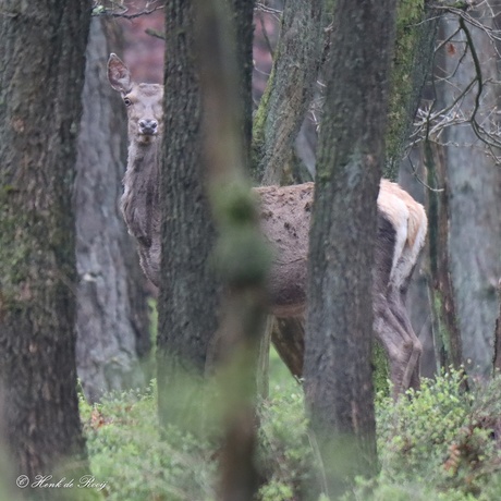 Ze houdt me in de gaten