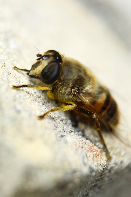 Close-up Zweefvlieg in het zonnetje
