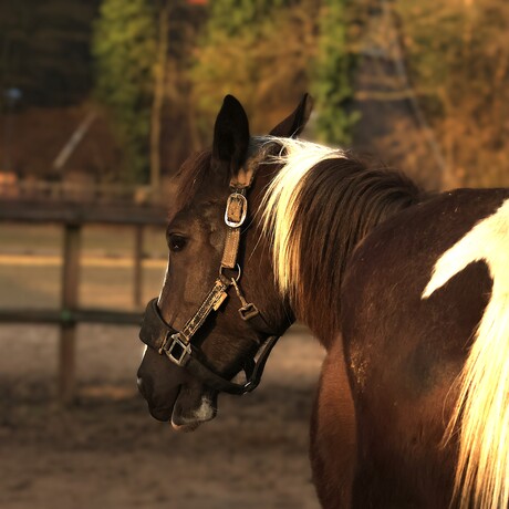 Lekker in de eerste zonnestalen.
