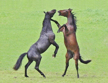 Stoeiende paarden