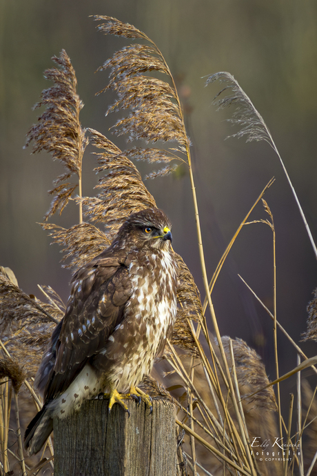 Buizerd 