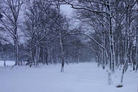 Sneeuwlaan in de avond