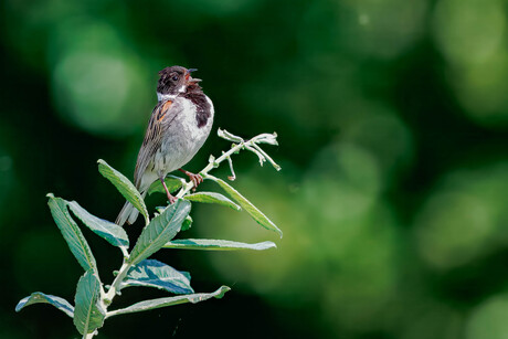 De rietgors man (Emberiza schoeniclus) II