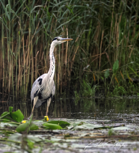 Reiger klaar voor...