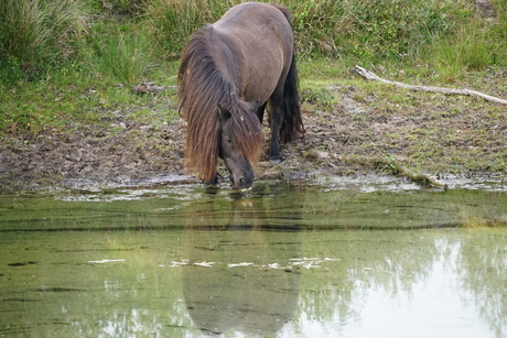 Paardje